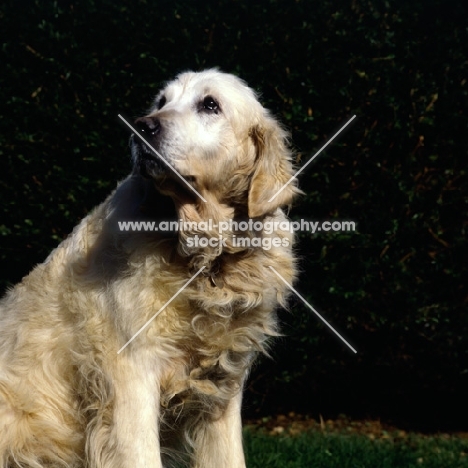 ungroomed, dirty golden retriever, in series with groomed