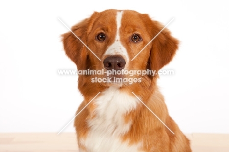 Nova Scotia Duck Tolling Retriever head study