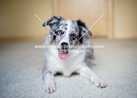 Blue merle Australian Shepherd lying indoors.