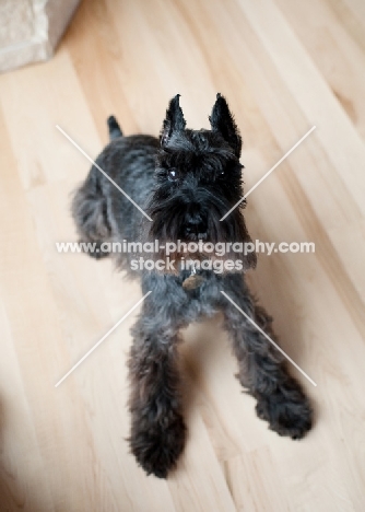 Black Miniature Schnauzer on hardwood floor.