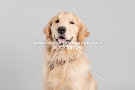 Golden Retriever on grey studio background, smiling.