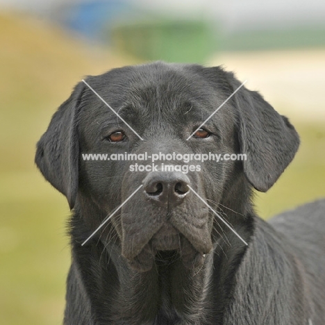 Labrador Retriever head shot looking towards camera