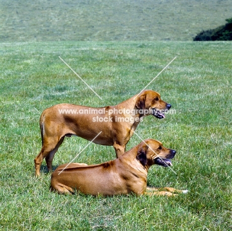 two rhodesian ridgebacks