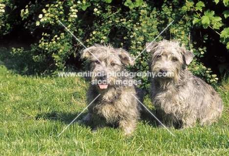 Irish Glen of Imaal Terrier pair