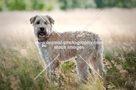 Wheaten Terrier standing in a field of long grass