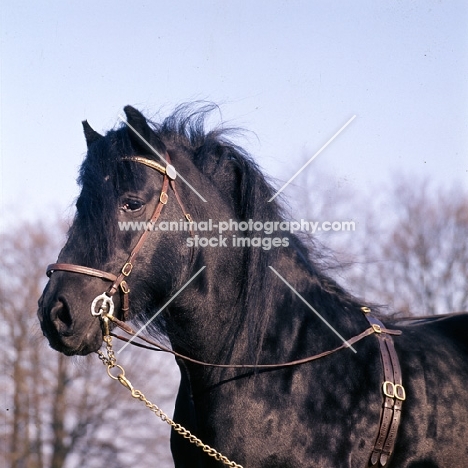 dales pony stallion