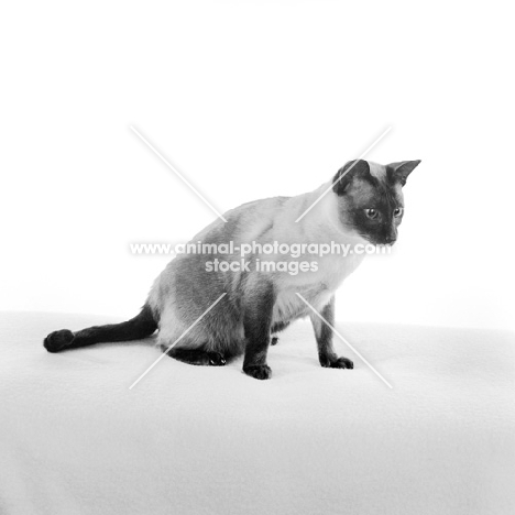 seal point siamese cat in studio