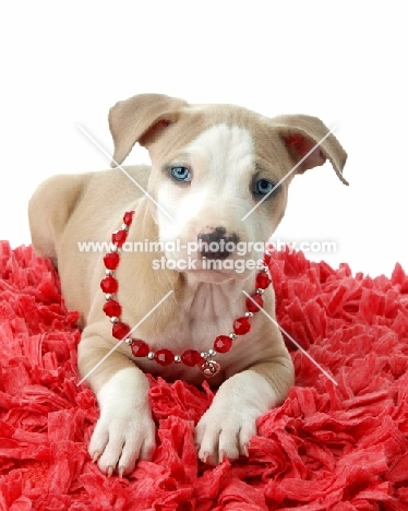 American Pit Bull Terrier puppy wearing necklace
