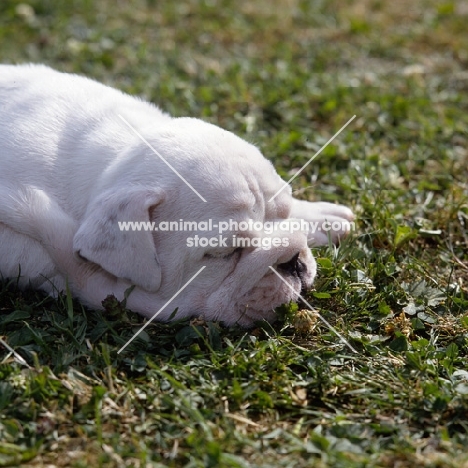 bulldog puppy asleep