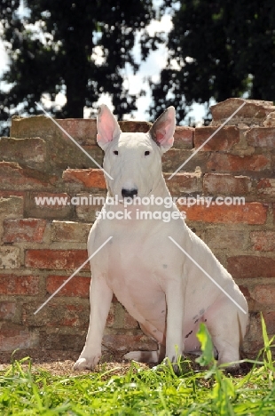 Bull Terrier sitting on grass