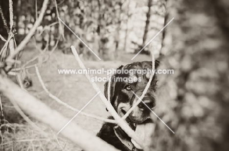 Rottweiler in the woods peering round through branches