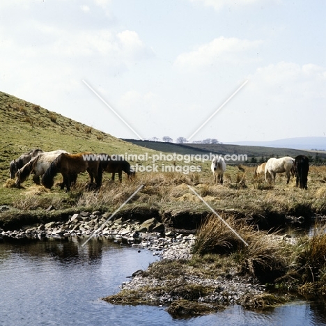 Highland Ponies grazing on the moors in Scotland