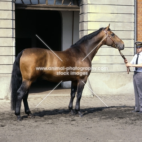 Lehnsherr side view of Hanoverian stallion during annual stallion assessment at Celle