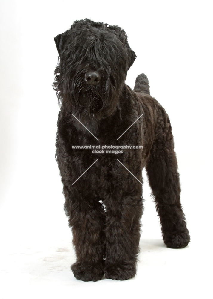Australian Champion Black Russian Terrier