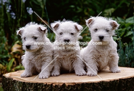 west highland white puppies sitting on a log