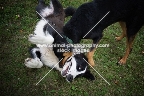 five months old black and white central asian shepherd dog with mutt in a field