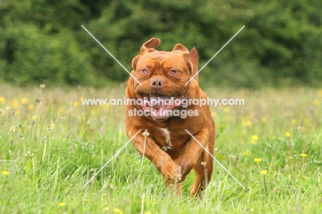 Dogue de Bordeaux running