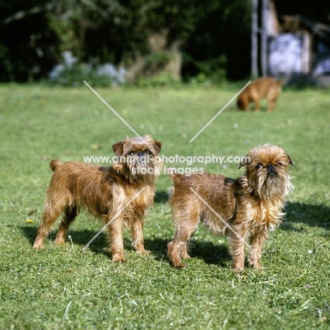 two rough coated griffons bruxellous