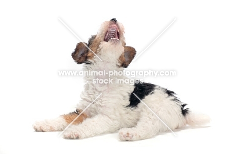wirehaired Fox Terrier puppy looking up