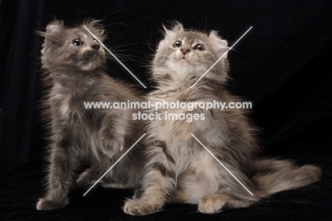 two American Curl kittens looking up
