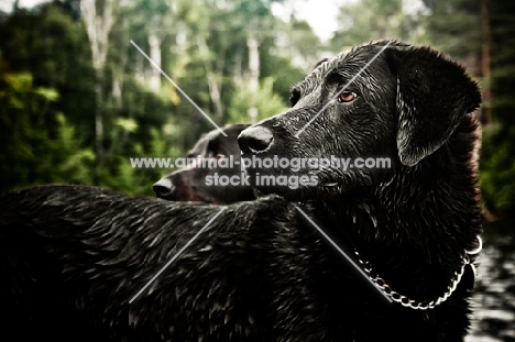 two chesapeake bay retrievers, they are very dark brown and lighting made them even darker