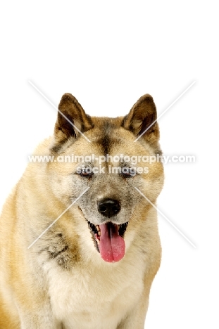 Large Akita dog isolated on a white background