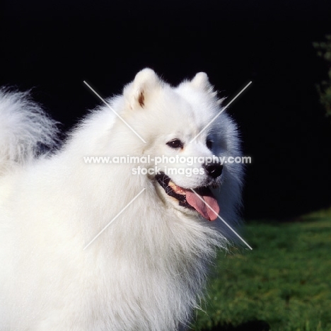 ch zamoyski lucky star of ostyak (oakie) samoyed head study on dark background