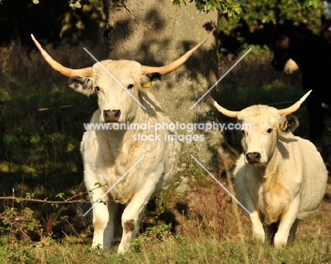 white park cattle amongst greenery