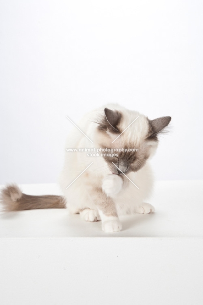 Birman cat, washing