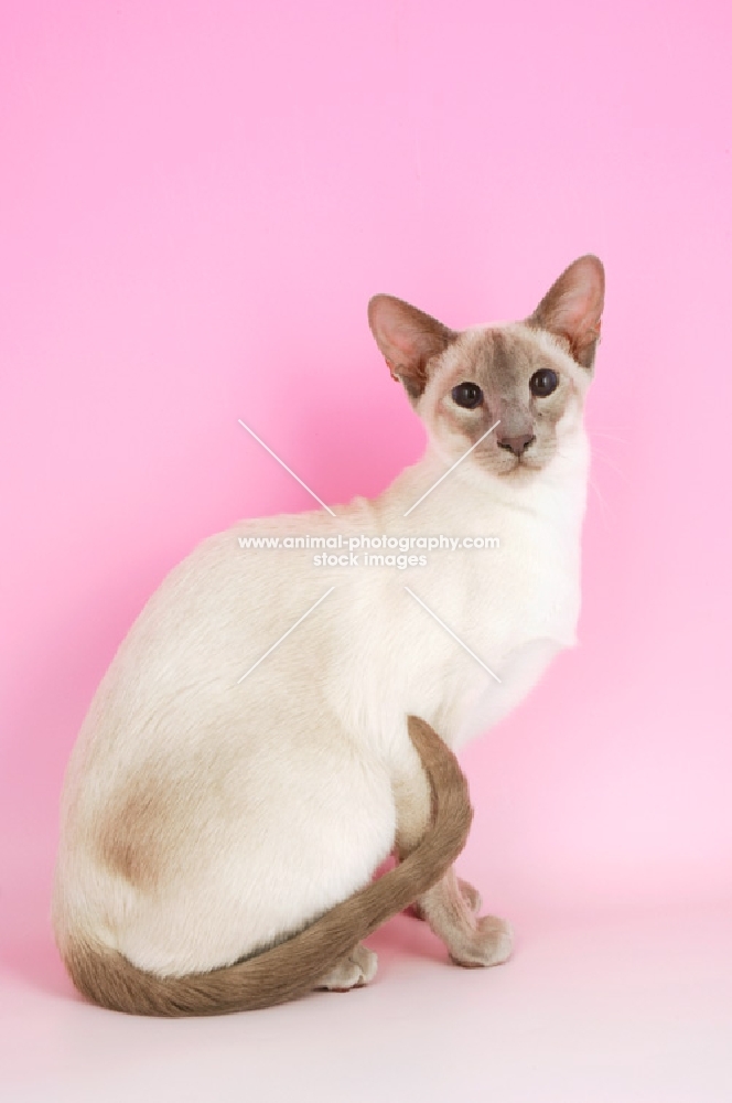 lilac point siamese cat, sitting down
