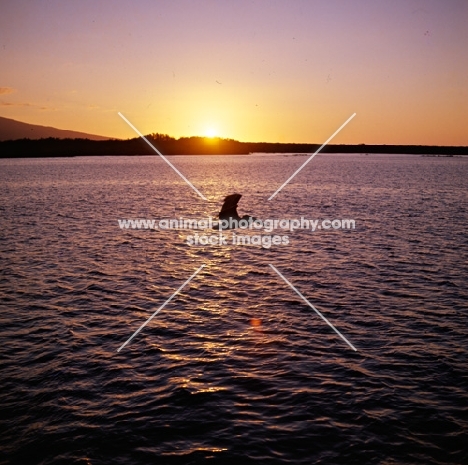 brown pelican flying at sunset at punta espinosa, fernandina island, galapagos 