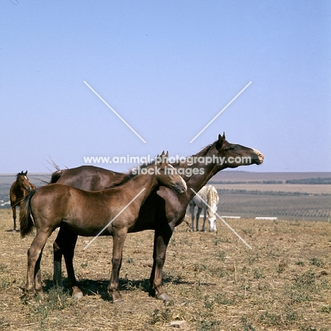 tersk mare & foal with group at stavropol stud, russia