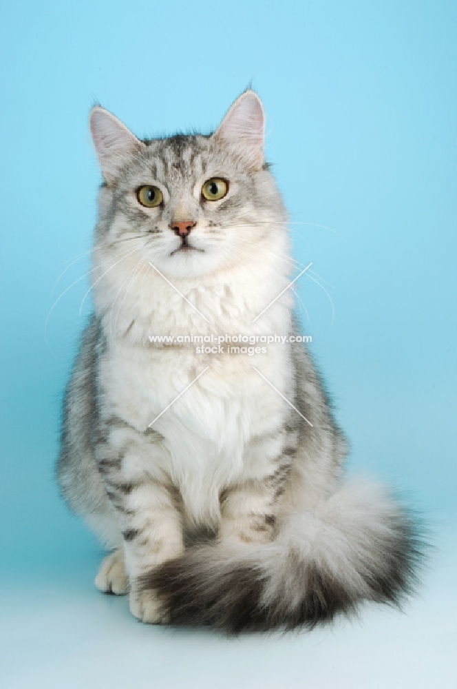 silver shaded siberian, front view
