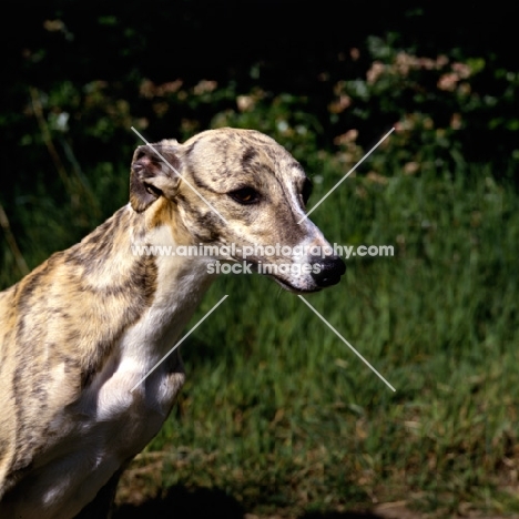 head study of a beautiful whippet 