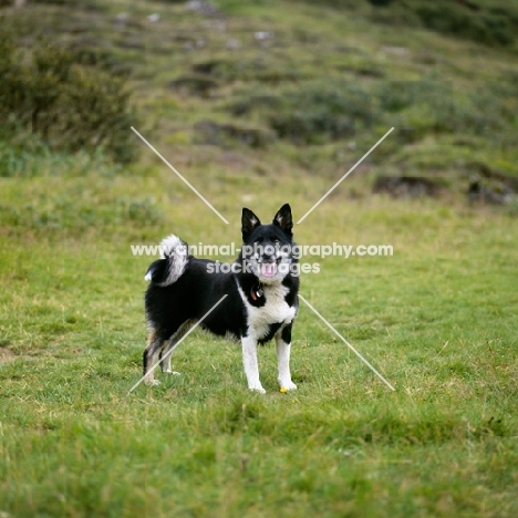 iceland dog standing on a hillside in iceland