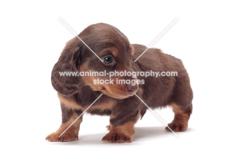 Chocolate Tan coloured longhaired miniature Dachshund puppy, looking away