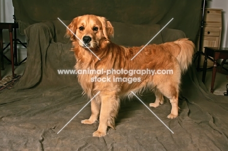 Golden Retriever in studio