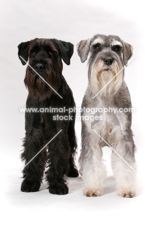 Salt & Pepper and black Schnauzer, (Australian Champion Jildabra Regal Ash (r) and Jildabra Supreme Reign (l))