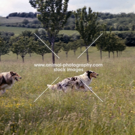 two rough collies running