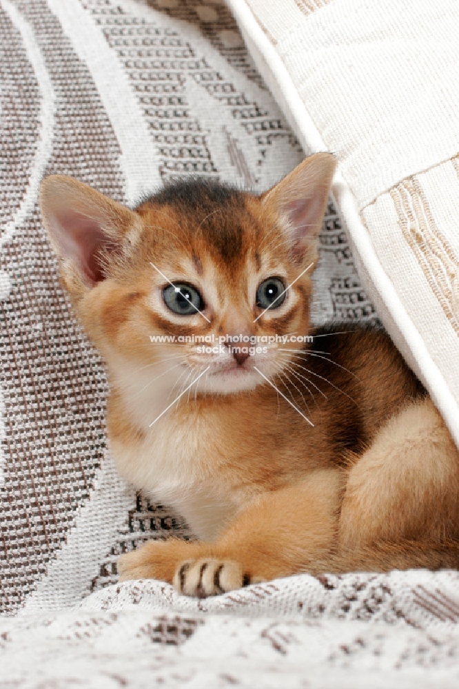 ruddy Abyssinian kitten behind a cushion
