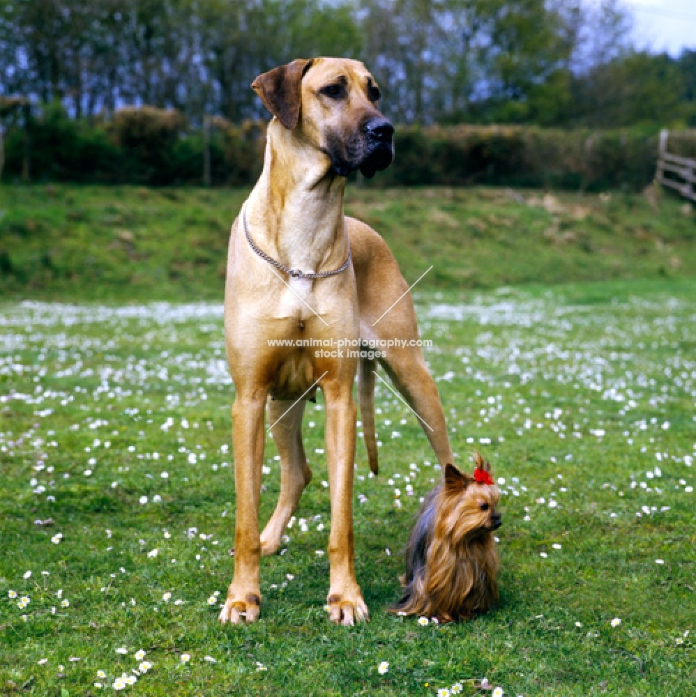 great dane and yorkshire terrier standing together