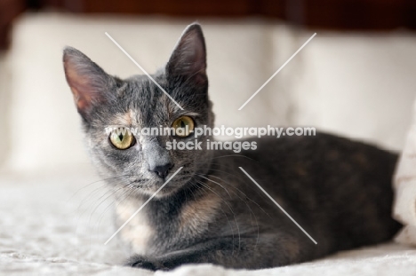 grey cat lying on white bed