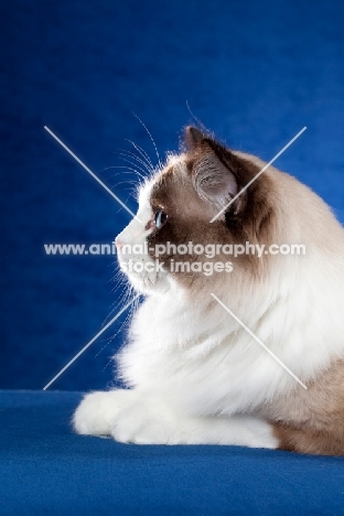 Ragdoll cat in profile on blue background