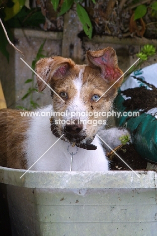 Lurcher puppy in soil