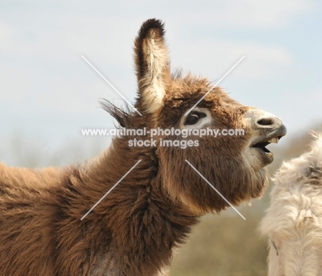 Donkey in profile