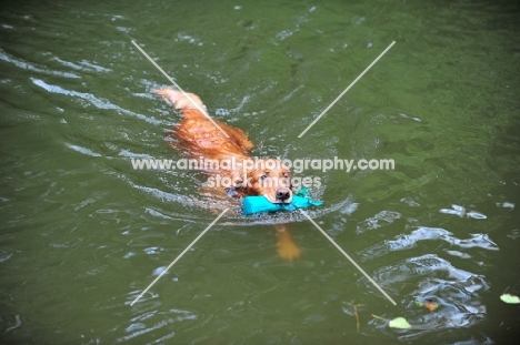 Golden Retriever swimming with dummy