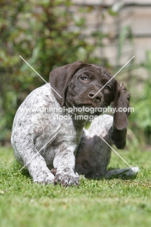 German Shorthaired Pointer puppy, scratching