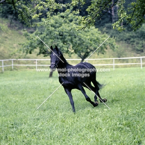 gharib, (world-famous chief sire of Marbach state stud), Egyptian Arab stallion trotting in field