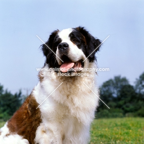 black, white and brindle coloured st bernard