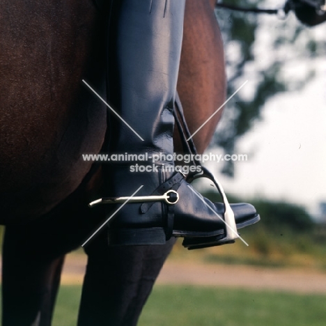  rider's foot with spur in stirrup